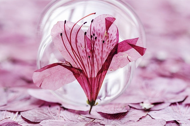 Azalea Dried Flower Ornament
