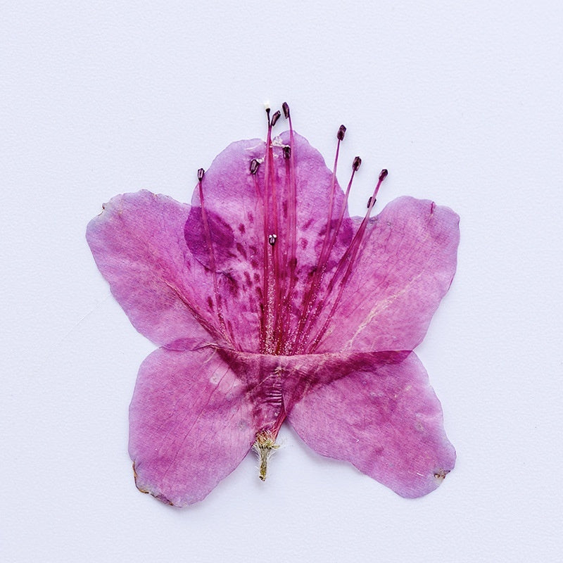 Azalea Dried Flower Ornament