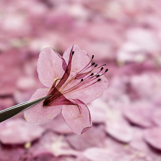 Azalea Dried Flower Ornament