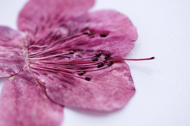 Azalea Dried Flower Ornament